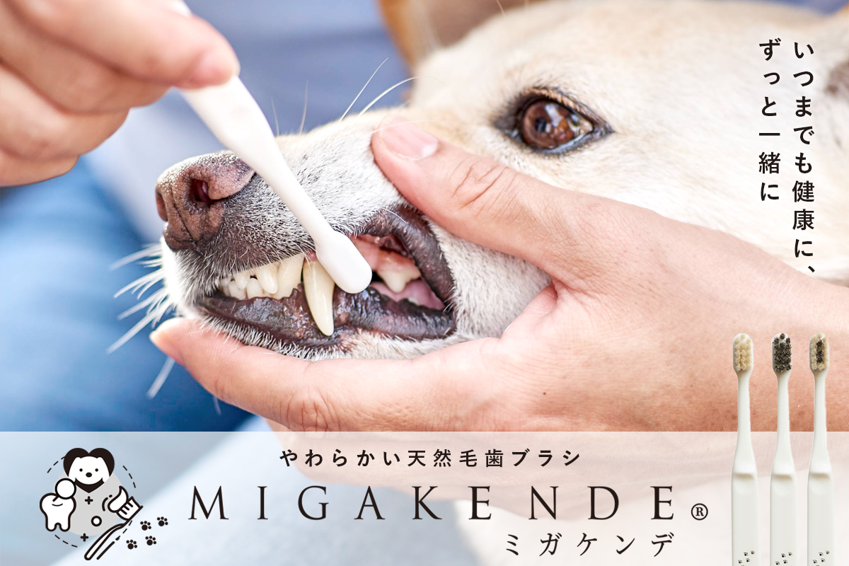 MIGAKENDE ミガケンデ 柔らかい天然毛歯ブラシ 小型犬用