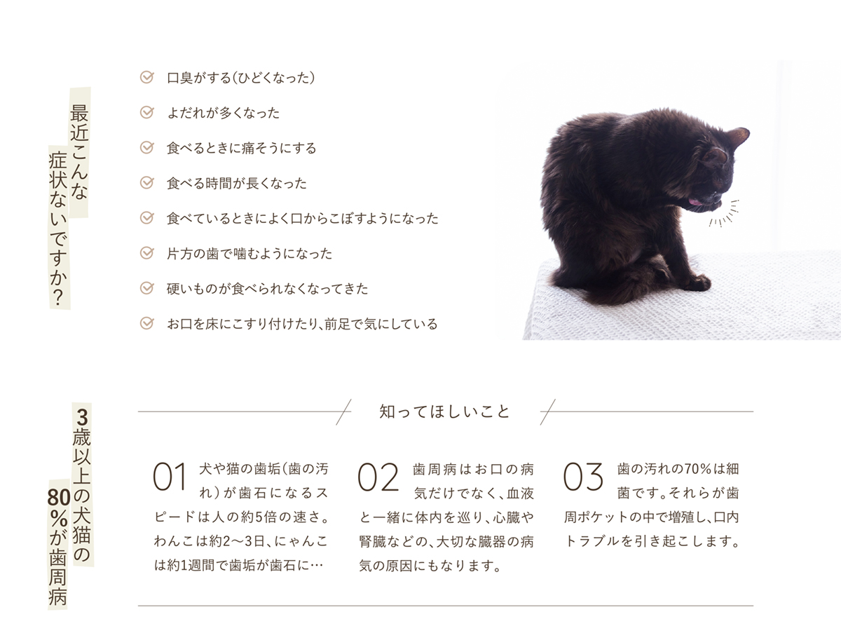最近こんな症状ないですか?3歳以上の犬猫の80%が歯周病
