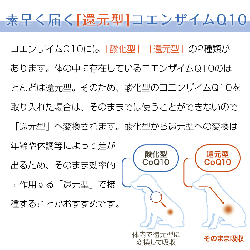 素早く届く「還元型」コエンザイムQ10