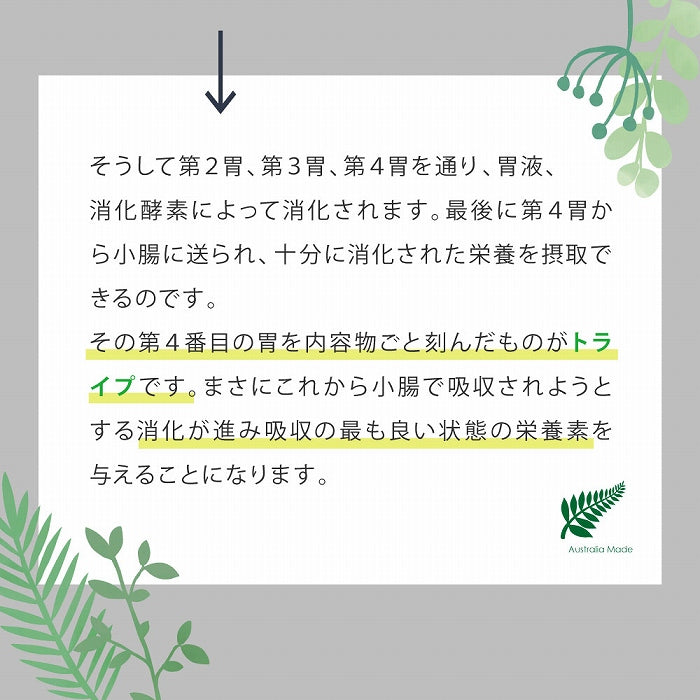 第４番目の胃を内容物ごと刻んだものがトライプ　まさにこれから小腸で吸収されようとする、消化が進み吸収の最も良い状態の栄養素