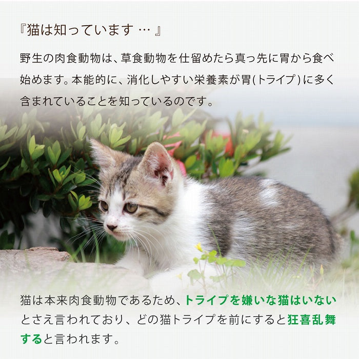 猫は知っています