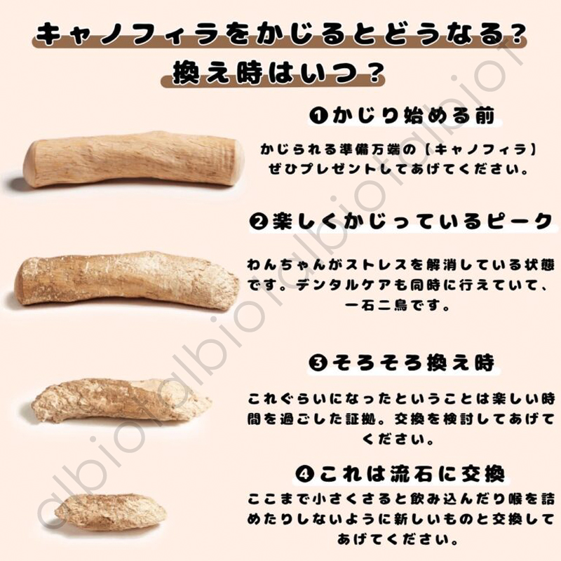 キャノフィラをかじるとどうなる?換え時はいつ?