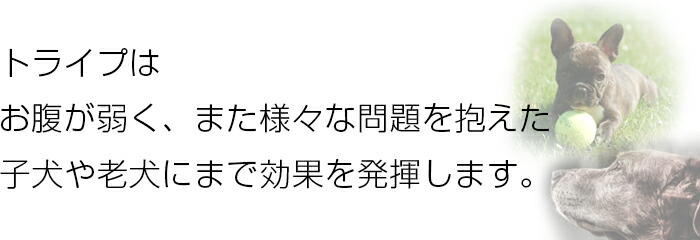 トライプはお腹が弱く、また様々な問題を抱えた仔犬や老犬にまで効果を発揮します。